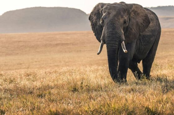 13-Day Kenya & Tanzania Safari with Zanzibar Beach Holiday