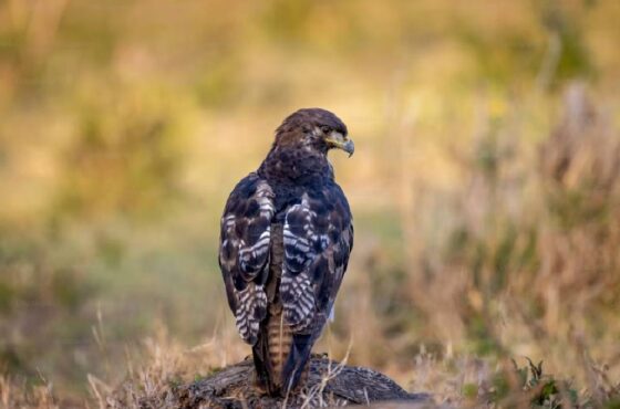 Kenya Nairobi • Amboseli • Lewa • Mara 10 Days