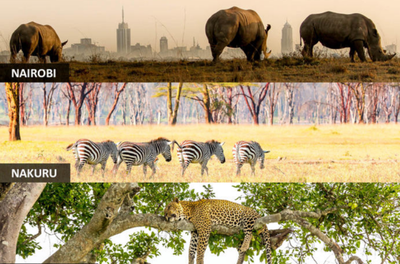 Azani Prestige Tours Kenya Safari Getaway: Nairobi, Lake Nakuru & Masai Mara Adventure